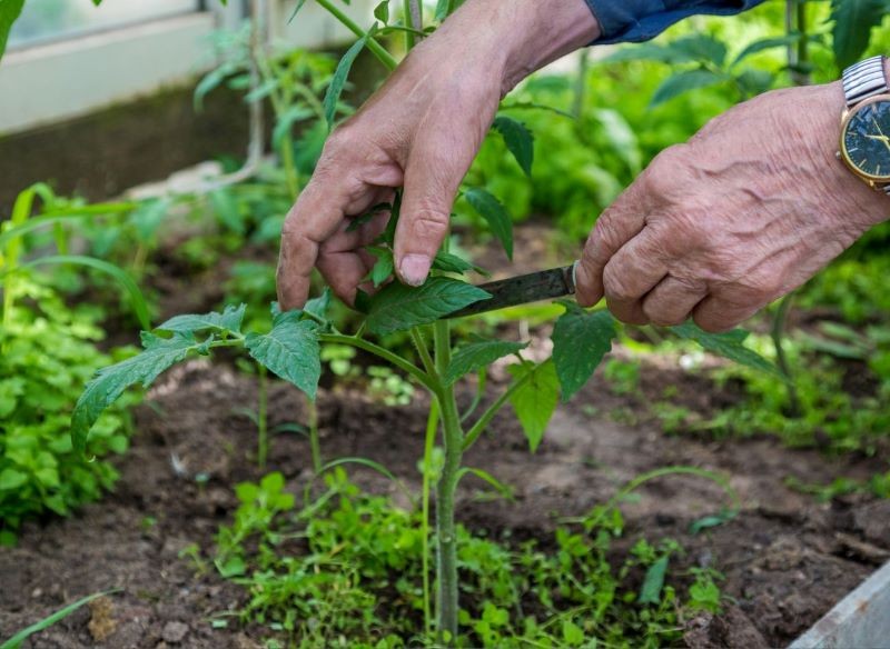 Fjernelse af sideskud af tomaten fremskynder modning af frugt.