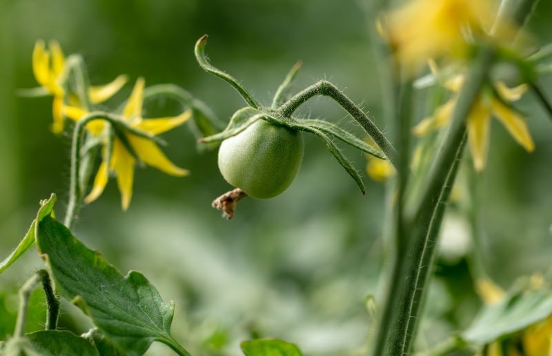 Naturlige kaliumkilder vil stimulere tomater til blomstring og frugtning.