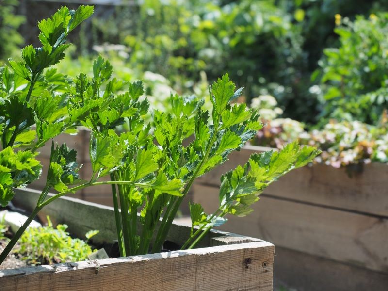 For tidlig plantning af selleri i jorden kan få den til at bryde blomsterstandsskyderne.
