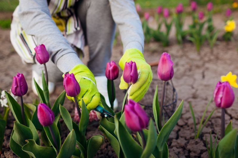 Bladene af tulipaner skal efterlades på rabatten, indtil de visner og gule.
