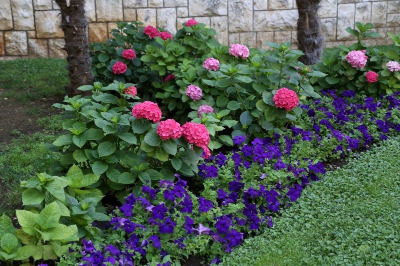 Kan hydrangeas plantes under træer? 
