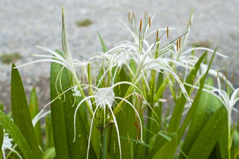 Ismenas blomstring varer fra juni til september.