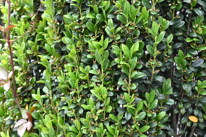 Carbowary Holly ser næsten det samme ud som Boxwood.