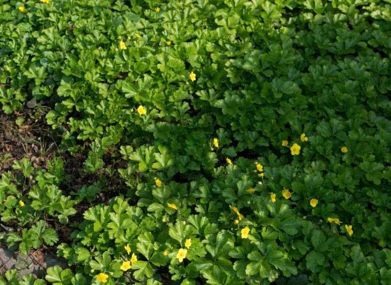Siberian Desire (Waldsteinia ternata) vokser hurtigt selv i skyggen.