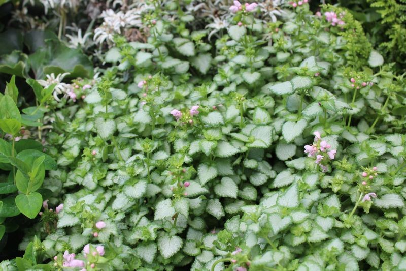 Den plettede Jasna skaber et tæppe af blade og blomster i haven.