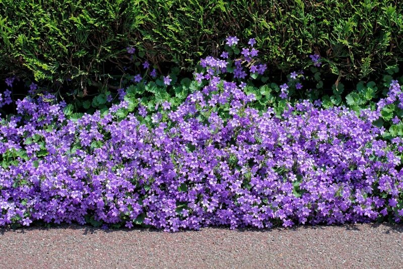 Den dalmatiske klokke (Campanula Portenschlagian) glæder enhver blomsterelsker.