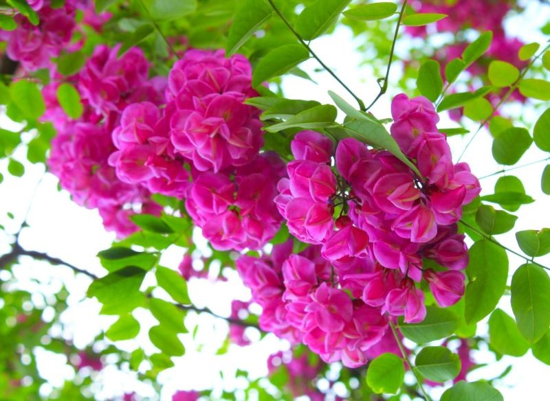 Under blomstring er det umuligt at overse Szczecin Robinia.