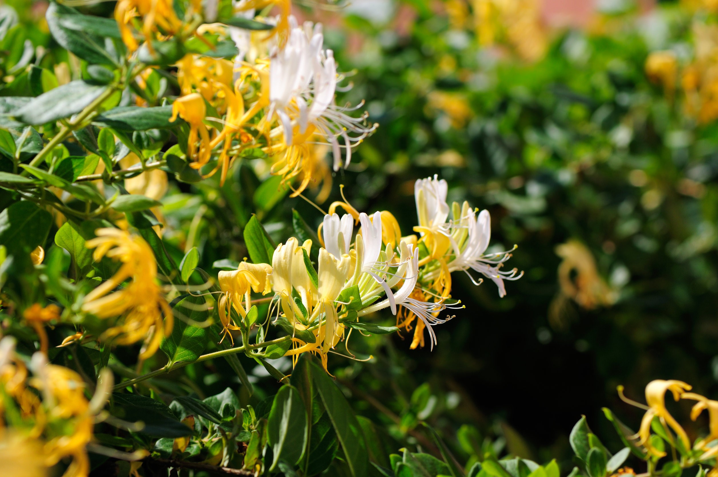 Japansk kaprifolium