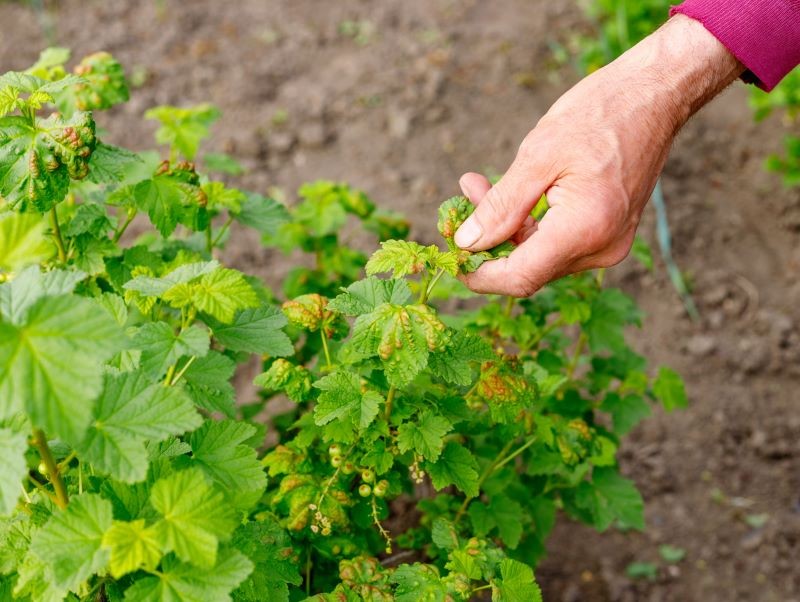 Currant bliver ofte angrebet af bladlus.