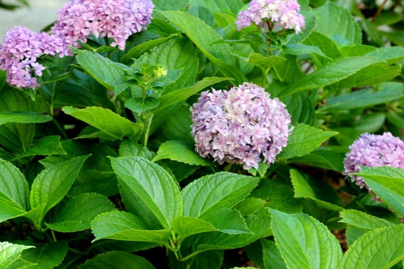 Forkert position er en af ​​grundene til, at Hydrangea ikke ønsker at blomstre.