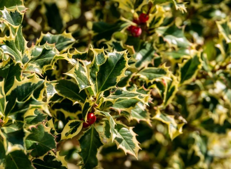 Parish Holly 'Argentea Marginata' ser attraktiv ud på ethvert tidspunkt af året.