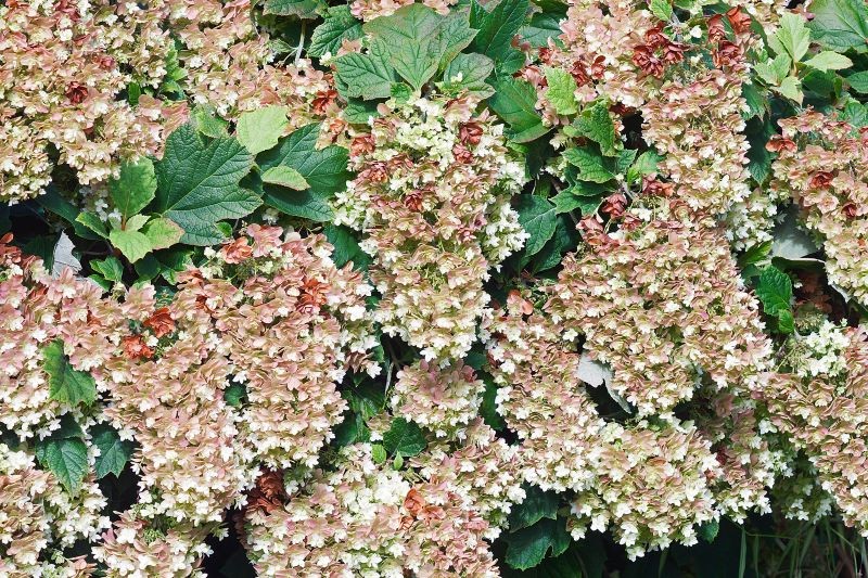 Dębolist Hydrangea (Hydrange Querticifolia) imponerer ikke kun med blomster, men også med blade.