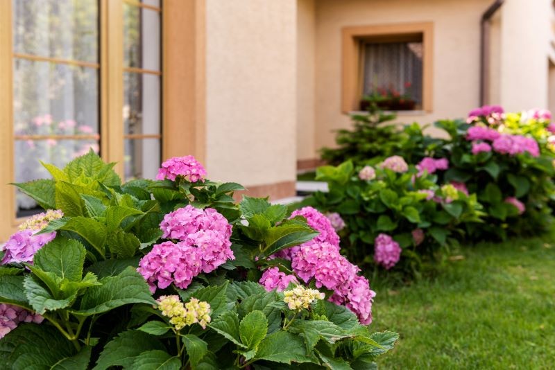 Hydrangeas kræver systematisk befrugtning gennem sæsonen.