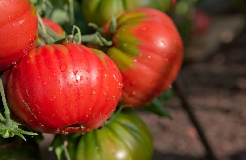 En god grund er grundlaget for vellykket tomatdyrkning.