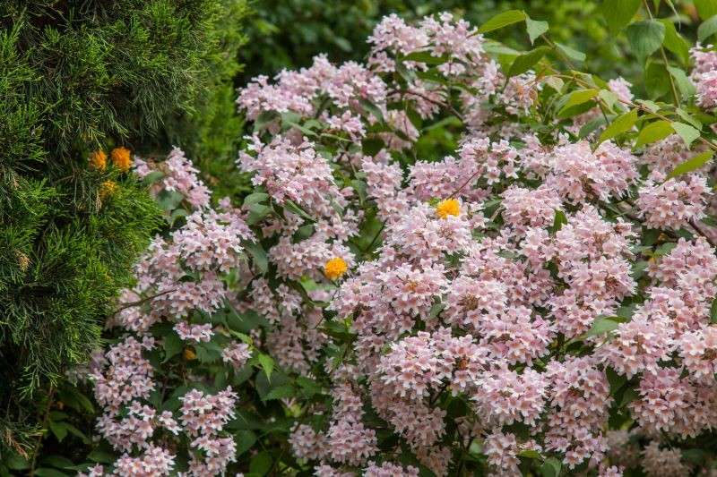 Kinesisk Kolkwilia blomstrer meget rigeligt selv uden befrugtning.