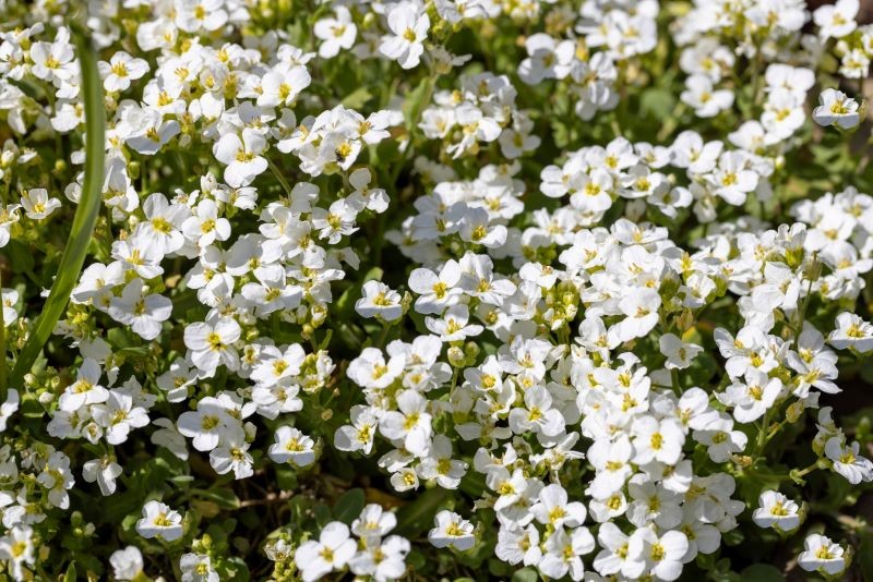 Kaukasisk gås (arabis kaukasika) kræver ikke hyppig vanding.
