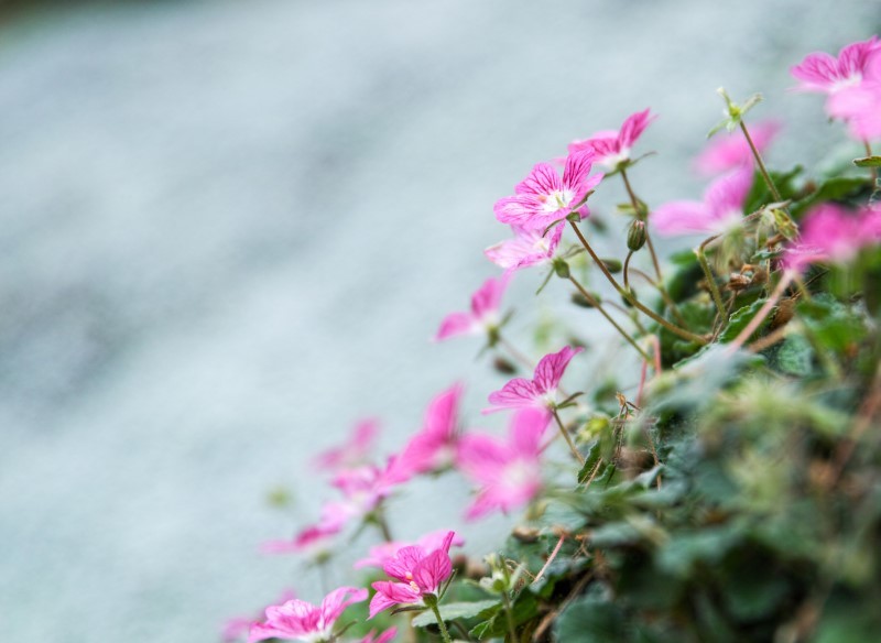 Den variable nål skal plantes på et kroge.