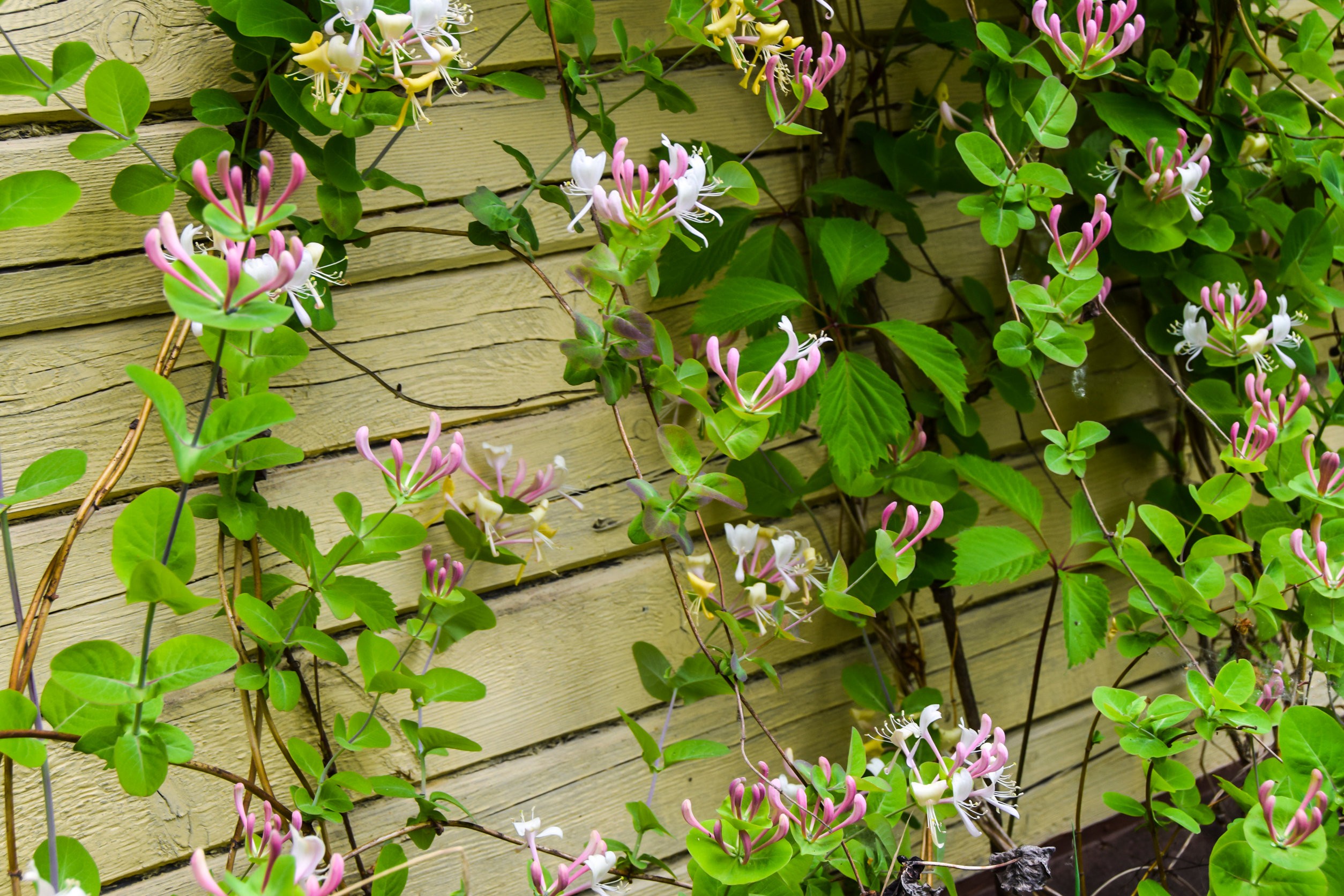 Honeysuckle
