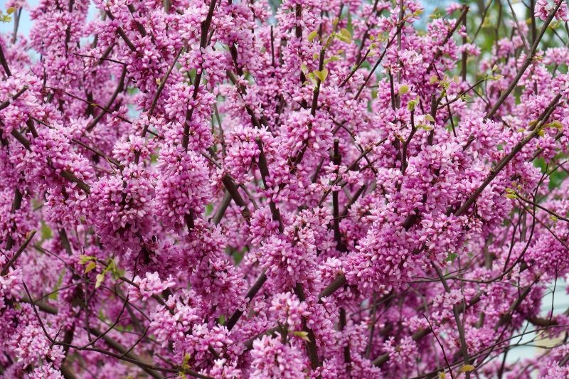 De canadiske dommere blænder med en masse lyserøde blomster.