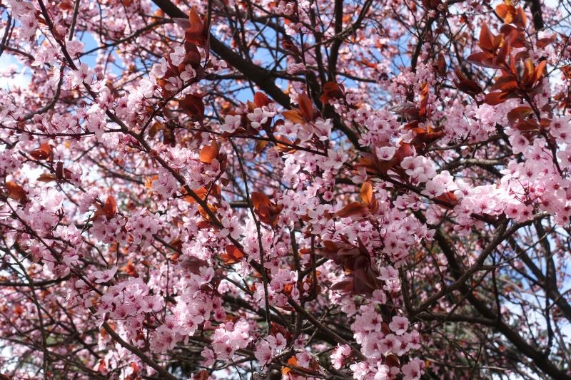 Cherry Plum 'Pissardia' er smuk og holdbar.