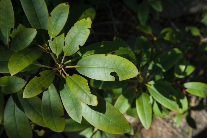 Hvordan redder man Rhododendron fra hævelse? 