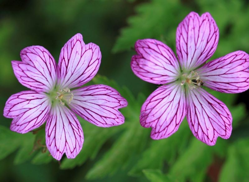Variabel variabel spireblomster tiltrækker øjne.