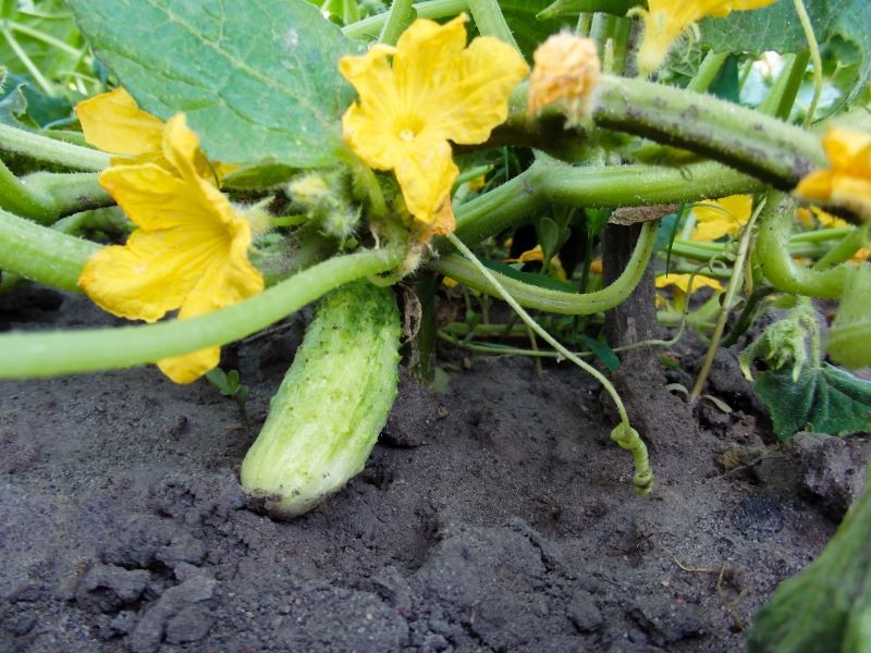 Naturlig befrugtning er hemmeligheden bag rigelige frugterende agurker.